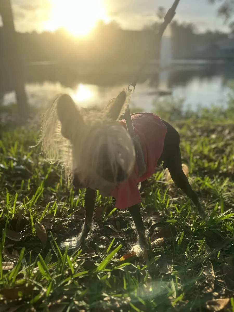 Chimmi in the grass at sunset
