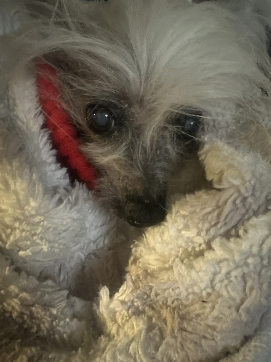 Chimmi snuggled in a fluffy blanket