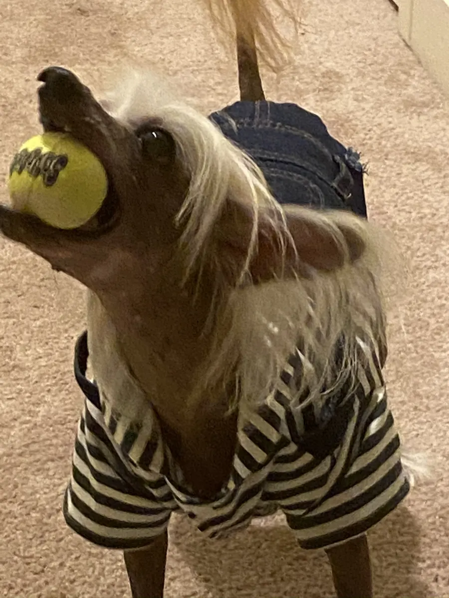 Chimmi with her tennis ball